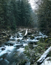 View of waterfall in forest