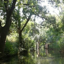 Scenic view of trees by river