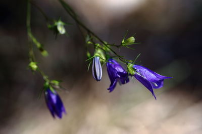 Close-up of purple flower plant