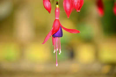 Close-up of fuchsia blooming outdoors