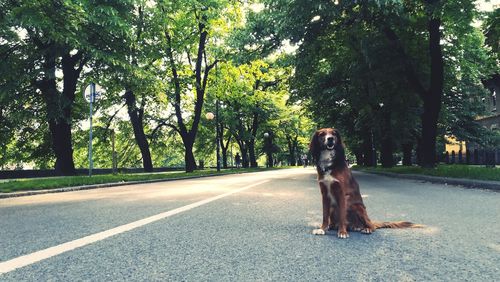 Dog sitting on road amidst trees