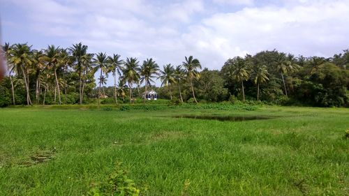 Palm trees on grassy field