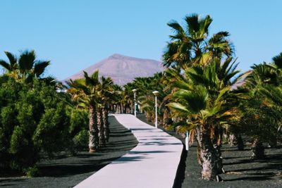 Scenic view of palm trees against clear sky