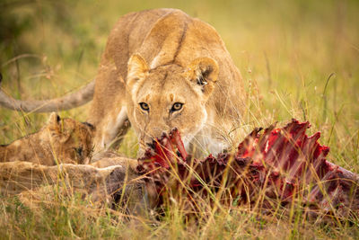 Lions eating prey on grassy field