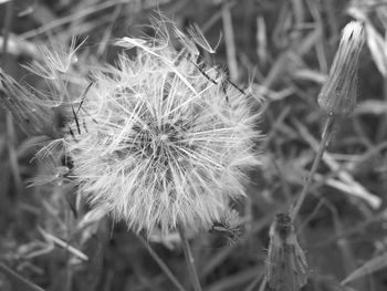 Close-up of wilted dandelion flower on field