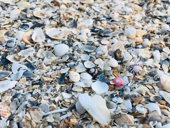 High angle view of shells on beach