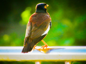 Beautiful common myna or indian myna back view 