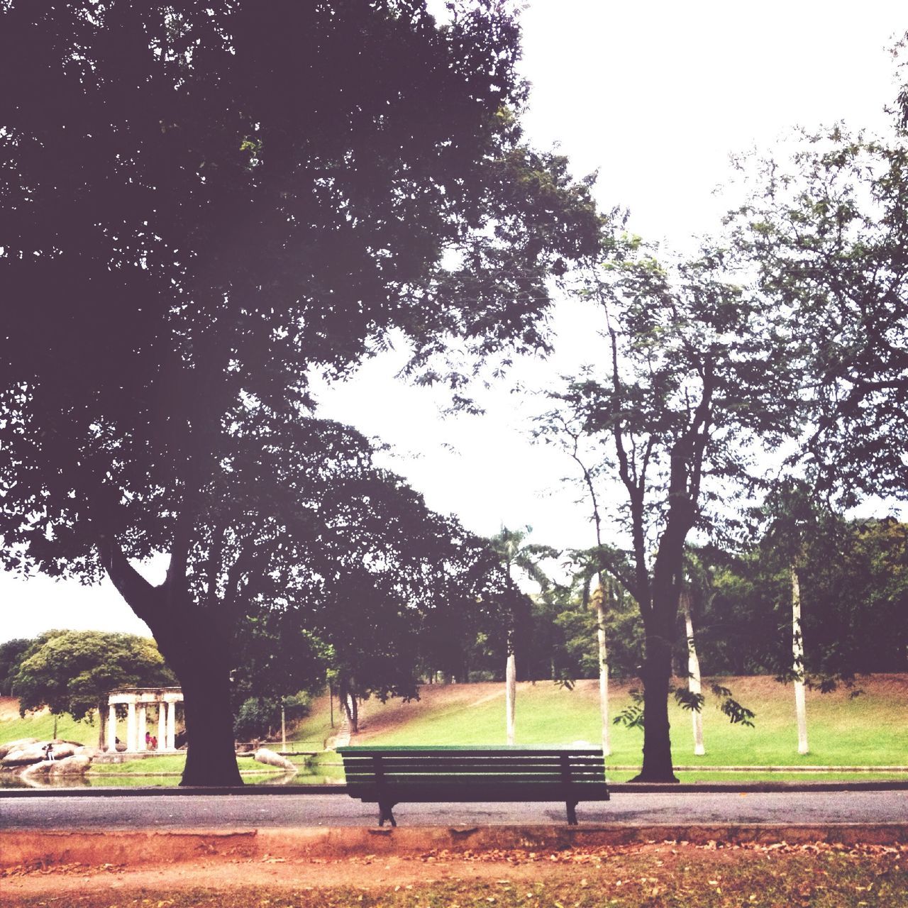 tree, grass, bench, park - man made space, park bench, clear sky, growth, tranquility, branch, empty, field, park, nature, sky, absence, green color, tranquil scene, lawn, tree trunk, day