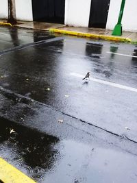View of birds on wet footpath during rainy season