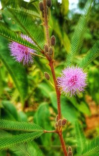 Close-up of flower plant