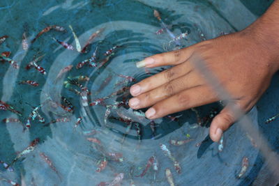 High angle view of hands touching water