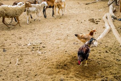 High angle view of chicken birds on sandy field