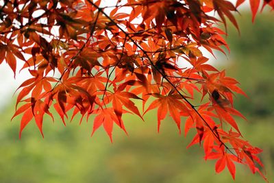 Close-up of maple leaves on branch