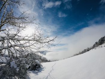 Snow covered plants against sky