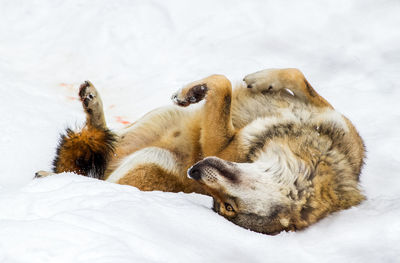 Close-up of wolf on snow