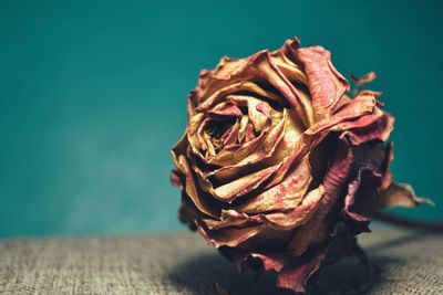 Close-up of flower on table