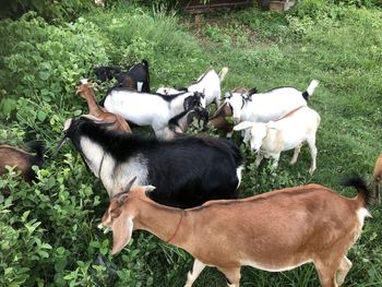 High angle view of horses on field