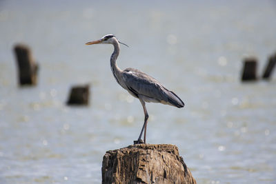 Bird perching on tree stump in lake