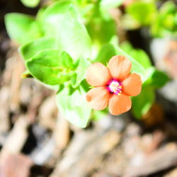 Close-up of flowering plant