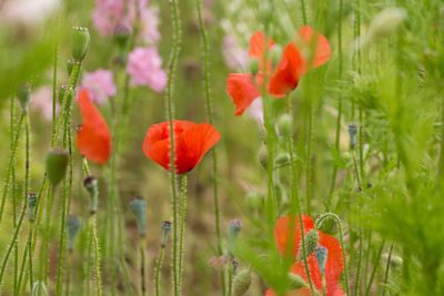 Close-up of red poppy flowers in field