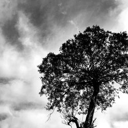 Low angle view of silhouette tree against sky