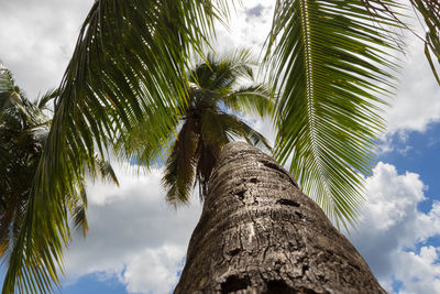 Low angle view of palm tree against sky