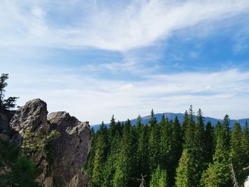 Panoramic view of trees on landscape against sky