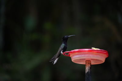 Close-up of bird perching on feeder