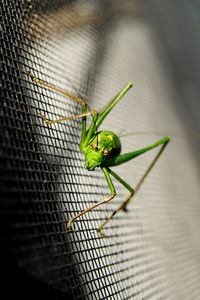 Close-up of insect