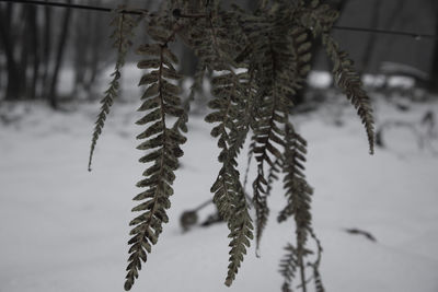 Close-up of snow on plant during winter