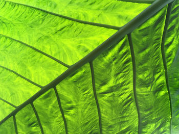 Full frame shot of green leaves