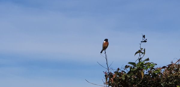 Low angle view of bird perching on branch