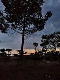 Silhouette trees on field against sky at sunset