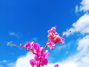 Low angle view of pink flowering plant against blue sky