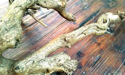 Close-up of lizard on wood