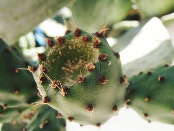 Close up of green plant