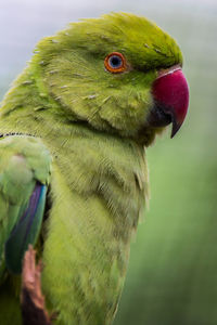 Close-up of parrot