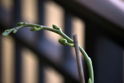 Close-up of green plant