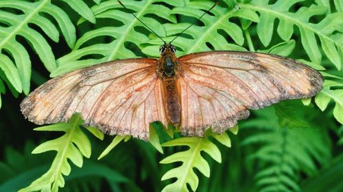 Close-up of butterfly on leaf