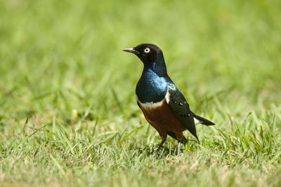 Close-up of bird perching on grass