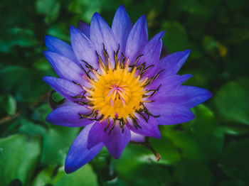 Close-up of purple flower