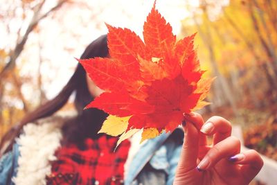 Close-up of person holding maple leaves