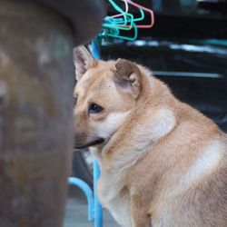 Close-up of a dog looking away