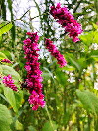 Close-up of pink flowering plant