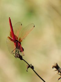 Close-up of insect on plant