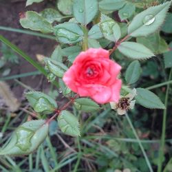 Close-up of pink rose