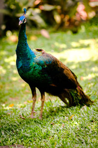 Close-up of peacock on field