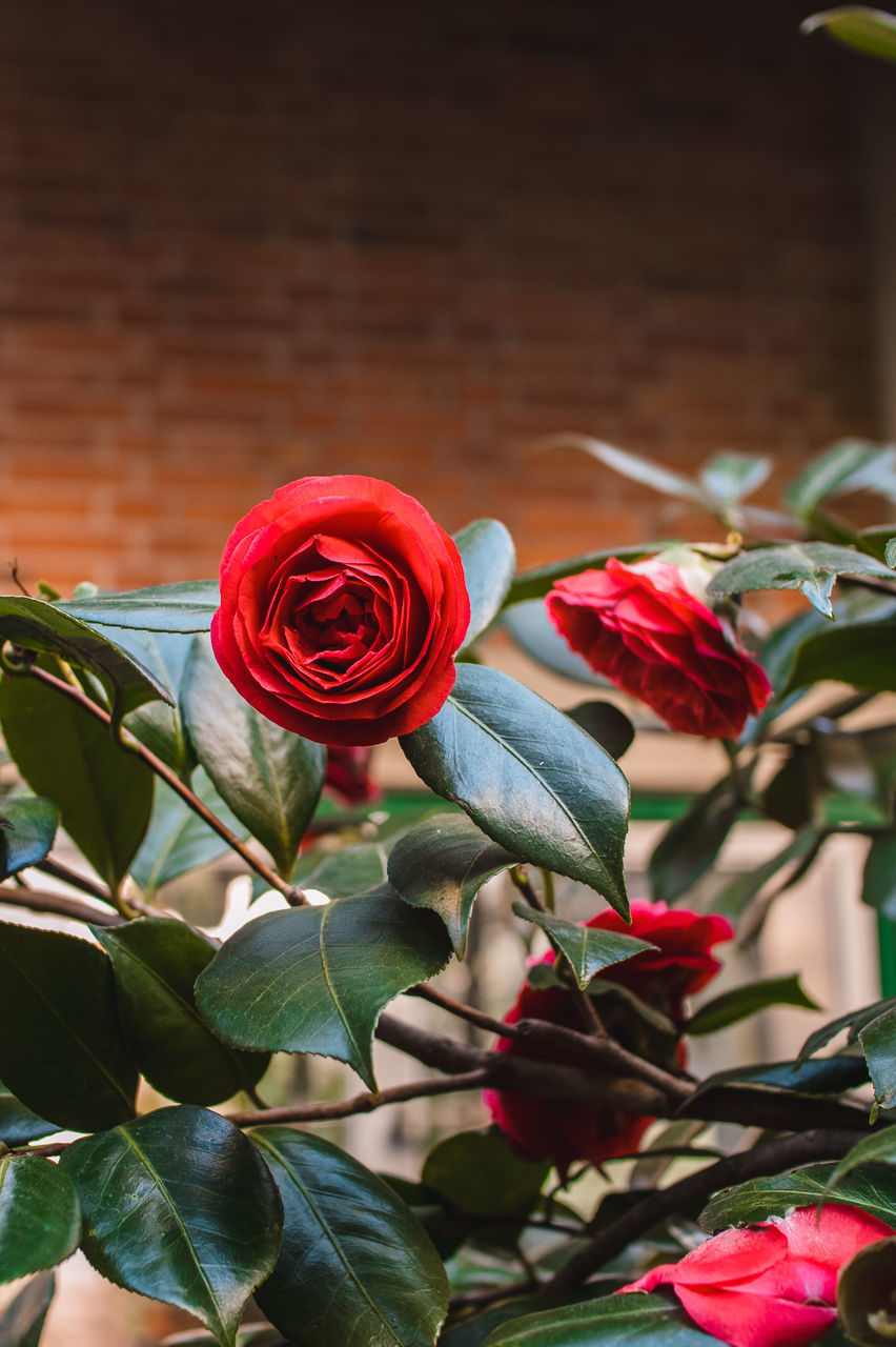 CLOSE-UP OF RED ROSES ON ROSE