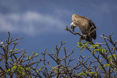 Low angle view of eagle perching on branch