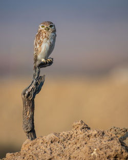 Close-up of bird perching on rock